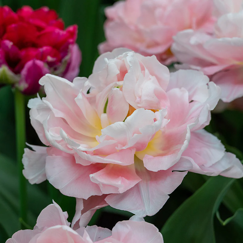 New Flower Bulbs