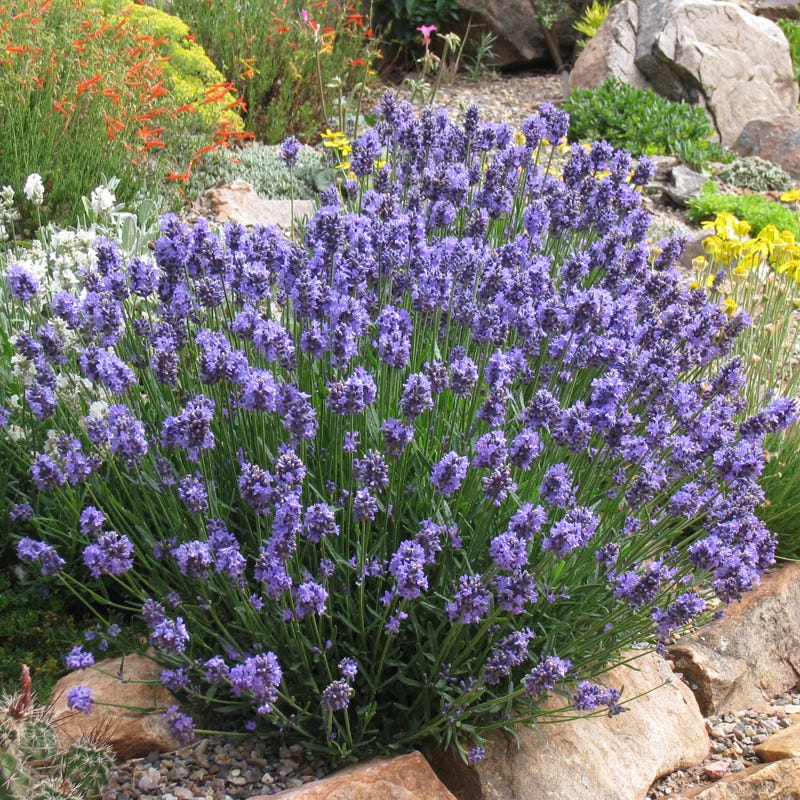 Featured Plants