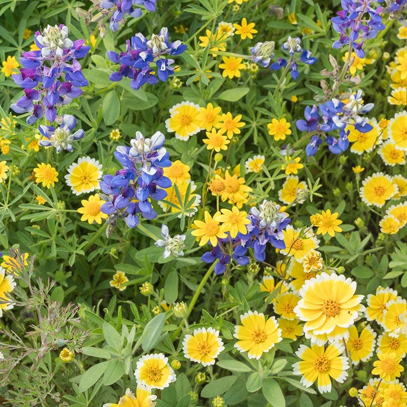 Most Popular Plants